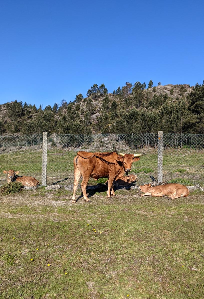 Cascata do Arado Hike
