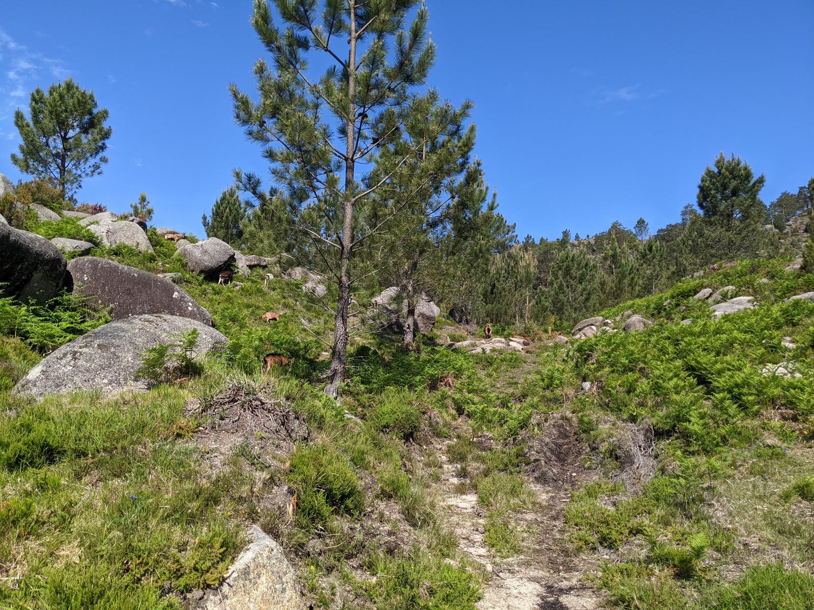 Cascata do Arado Hike