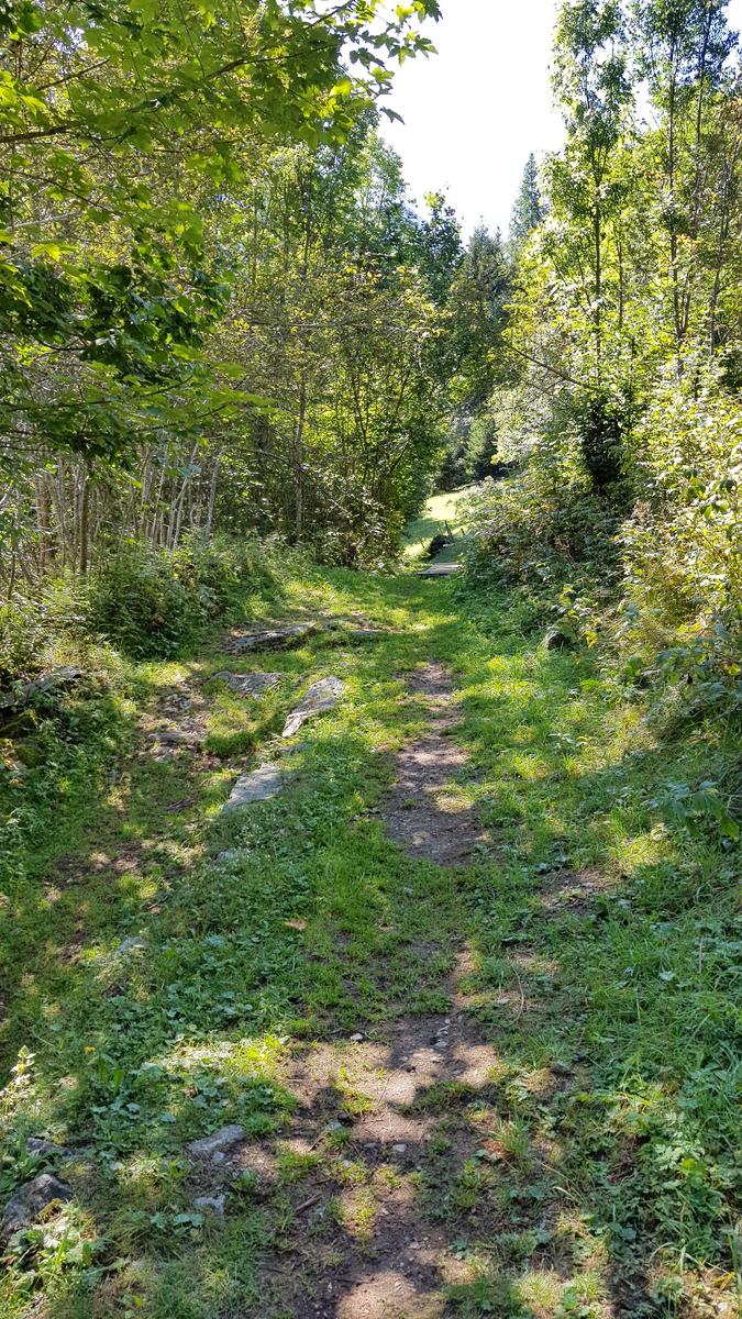 Forest path Vallorcine
