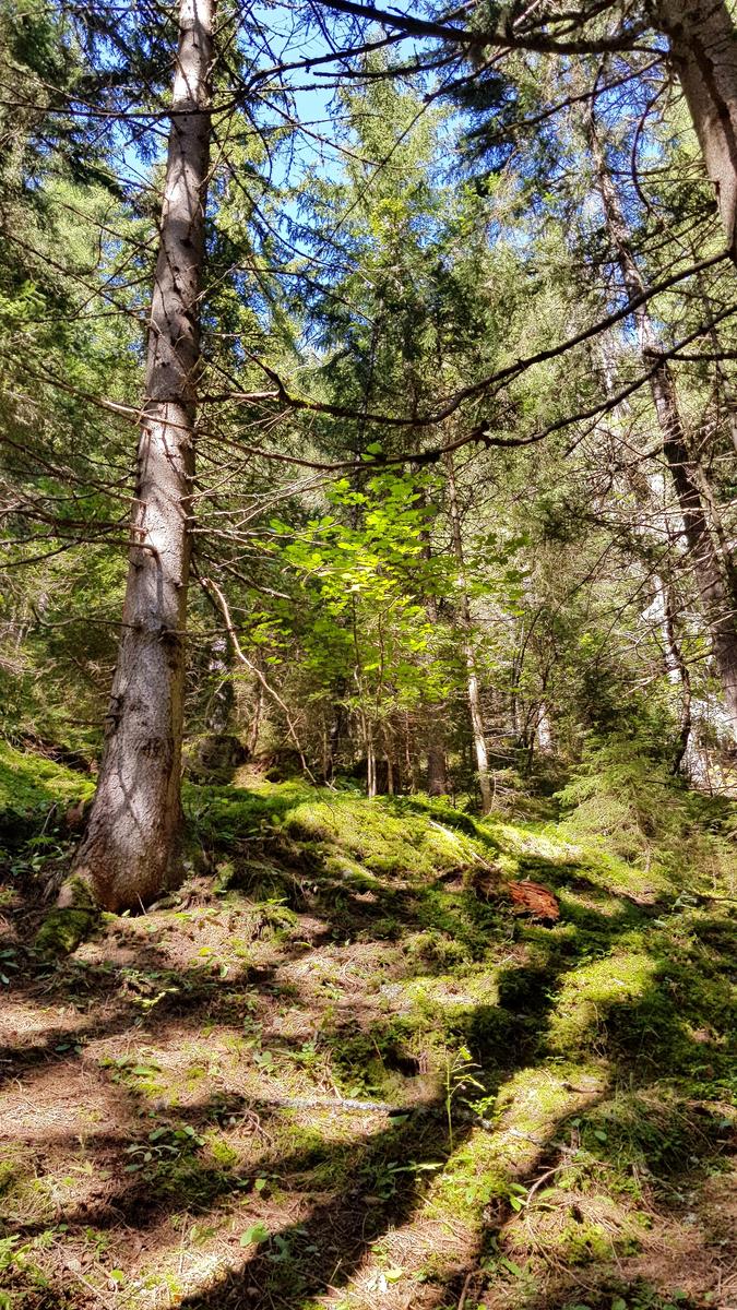 Forest path Vallorcine