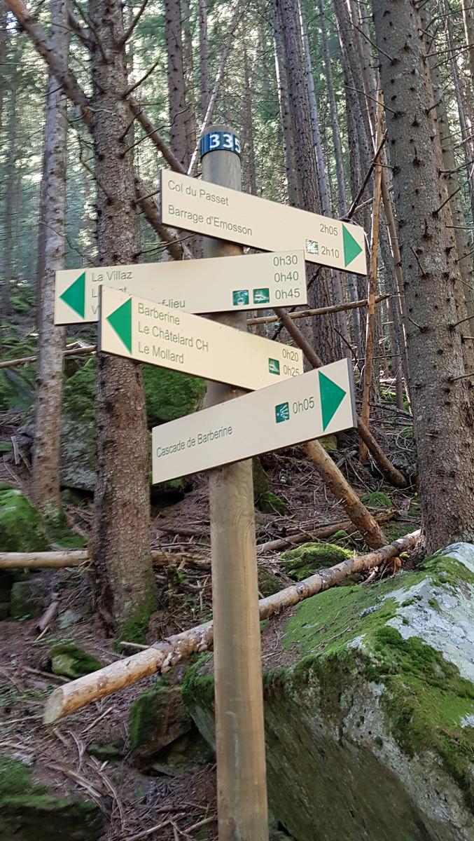 Forest path Vallorcine